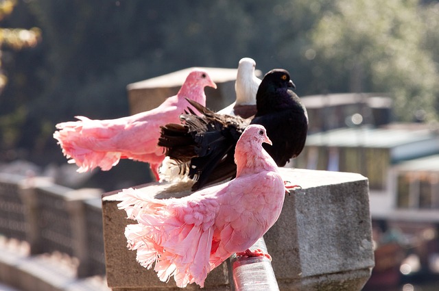 入将进一步 入将进一步